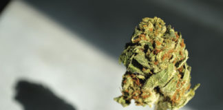 El 50% de los australianos están ahora a favor de la reforma del cannabis recreativo