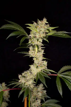 Gorila de Buddha Seeds