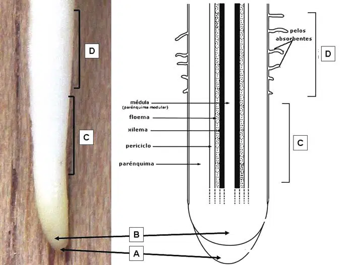 Estructura de la raíz. Imagen de Cehagenmerak.