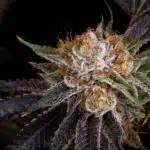Regulaciones obsoletas Gelato de Buddha Seeds