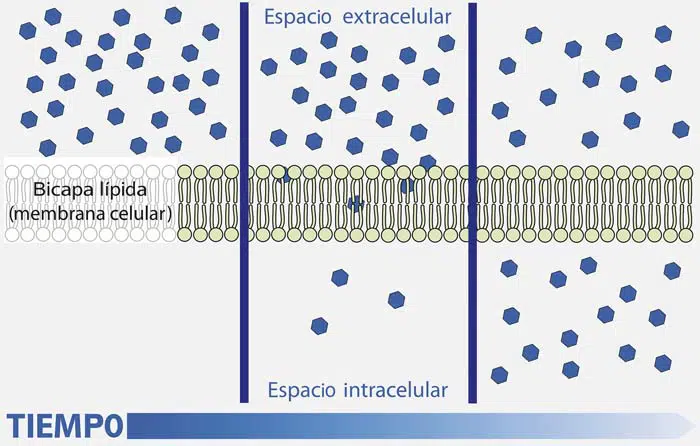 Así ocurre la difusión molecular.