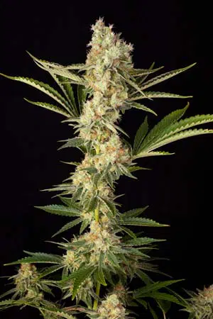 Weeding Cheesecake de Buddha Seeds