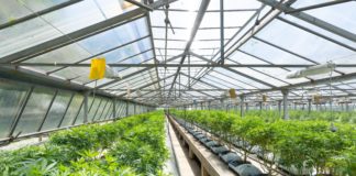 follow us on instagram: @crystalweed_officialwww.crystalweed.it