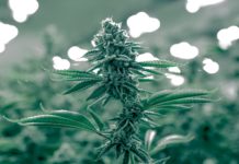 La socialdemocracia alemana, abierta a la legalización «controlada» del cannabis Next Green Wave Cannabis Flower