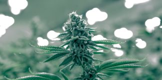 Next Green Wave Cannabis Flower