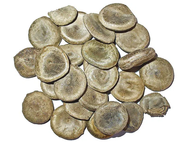 Semillas de nuez v&oacute;mica