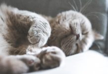 brown cat sleeping on white textile