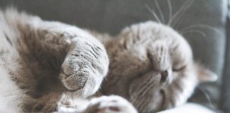 brown cat sleeping on white textile