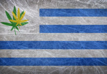Grunge flag of Uruguay with a cannabis leaf. Uruguay becomes first country to legalize marijuana trade