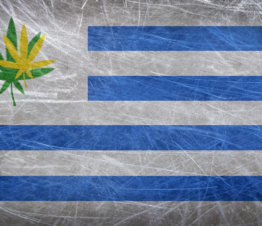 Grunge flag of Uruguay with a cannabis leaf. Uruguay becomes first country to legalize marijuana trade