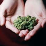 Cannabis en Uruguay