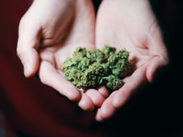 Cannabis en Uruguay