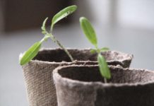 Absuelto en Ortigueira por cultivar cannabis en su invernadero y la sentencia vuelve a señalar el agujero de la prohibición