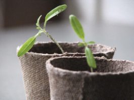 Absuelto en Ortigueira por cultivar cannabis en su invernadero y la sentencia vuelve a señalar el agujero de la prohibición