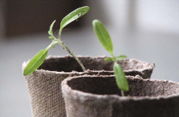 Absuelto en Ortigueira por cultivar cannabis en su invernadero y la sentencia vuelve a señalar el agujero de la prohibición