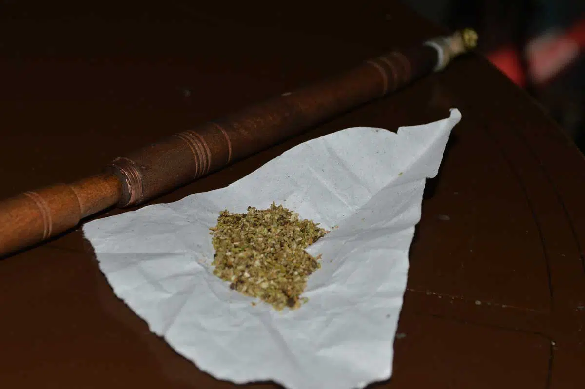 Variedades apropiadas para elaborar derivados del cannabis (III)