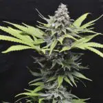 &iquest;Variedades medicinales? La ratio 1:1