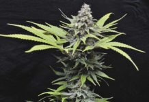 ¿Variedades medicinales? La ratio 1:1 ¿Variedades medicinales? La ratio 1:1