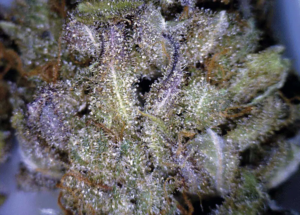 Macro de Critical Mass CBD de CBD-crew