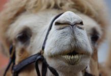 Animal blur camel close up