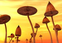 mushrooms, psilocybe, psychedelic