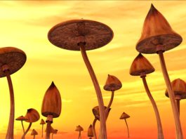 mushrooms, psilocybe, psychedelic