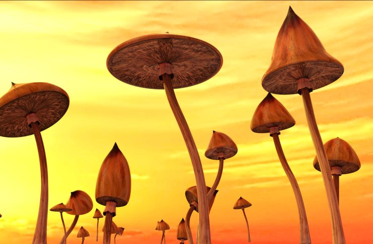 mushrooms, psilocybe, psychedelic