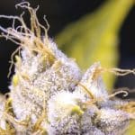 variedades de cannabis con alto nivel de CBD