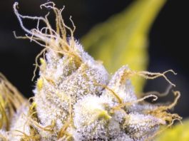 variedades de cannabis con alto nivel de CBD