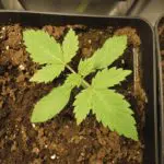 Mi primera habitación de cultivo de cannabis (II) Mi primera habitación de cultivo de cannabis (II)