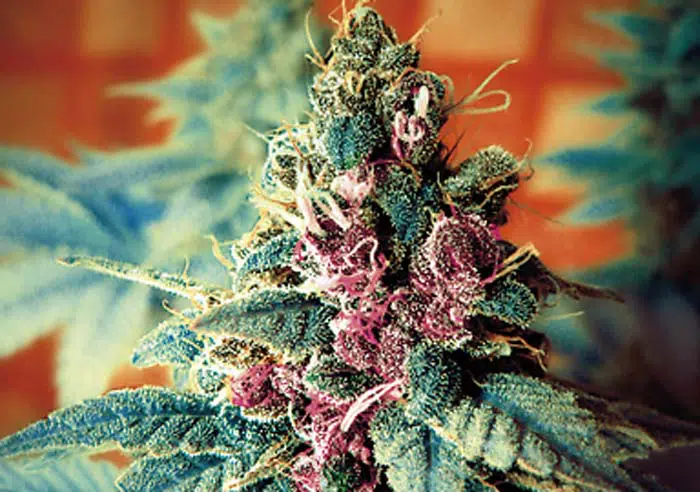 Dragons Weed por Blossom