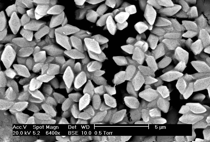 Esporas y cristales bipiramidales de la cepa T08025 de Bacillus thuringiensis morrisoni