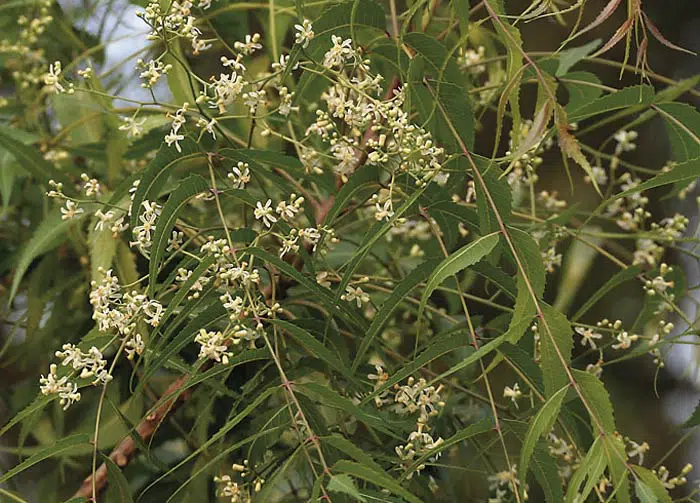 Neem