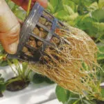 Raices producidas en cultivo biopónico