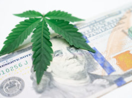 Close up photo of cannabis leaves on dollar bill