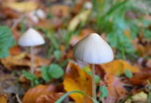 mushroom, pointed tapered bald head, psilocybe semilanceata