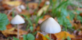 mushroom, pointed tapered bald head, psilocybe semilanceata