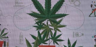 cannabis en tailandia