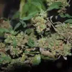 Metales pesados: una pesada carga para los cultivos de cannabis (II) Metales pesados: una pesada carga para los cultivos de cannabis (II)