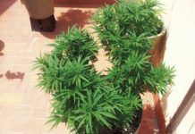 Cómo regar correctamente los cultivos de cannabis