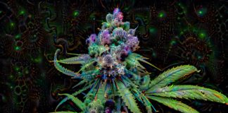 sativa, marijuana, plant