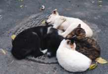 Group of stray dogs and cats warming together on a sewer cap