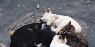 Group of stray dogs and cats warming together on a sewer cap