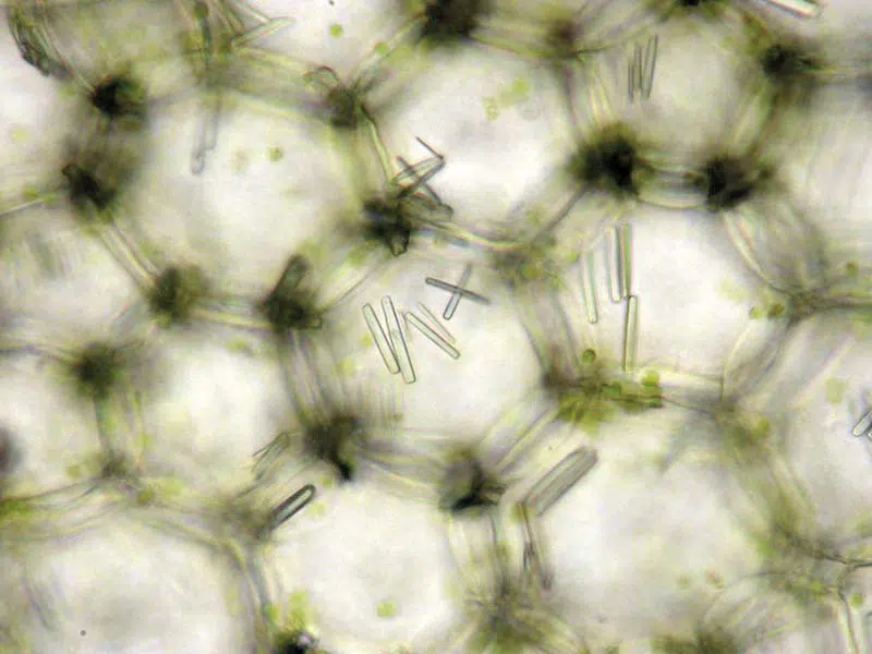 Oxalato de calcio en las plantas