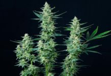 Variedades autoflorecientes para iniciarte en el cultivo de cannabis Variedades autoflorecientes para iniciarte en el cultivo de cannabis
