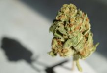 La cosecha y el curado del cannabis: Marcando la diferencia