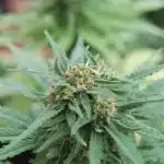 El mantenimiento de plantas madre El mantenimiento de plantas madre
