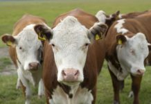 Heads of Cows