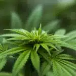 Plantas madre y esquejes de cannabis Shallow focus photography of cannabis plant
