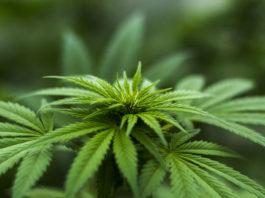 Shallow focus photography of cannabis plant